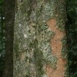 Pradosia ptychandra Bark