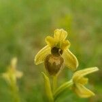 Ophrys virescens Bloem