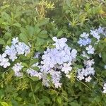 Plumbago europaea Flor