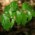 Krugiodendron ferreum Leaf