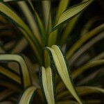 Pandanus tectorius Blatt