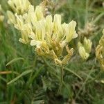 Oxytropis campestris Fula
