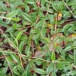 Cotoneaster salicifolius Blad