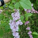 Syringa josikaea 花