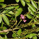 Lonchocarpus lanceolatus Fleur