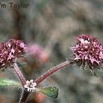 Chorizanthe robusta Flor