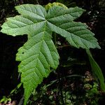 Acer pseudoplatanus Hostoa
