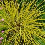 Carex elata Feuille