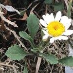 Leucanthemum ircutianum Квітка