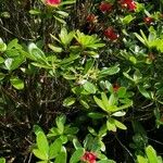 Rhododendron cerasinum Агульны выгляд