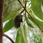 Annona muricata Fuelha