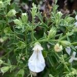 Stachys glutinosa Foglia