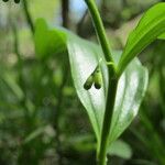 Polygonatum latifolium Květ