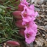 Saponaria pumila Flower