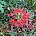 Lycoris radiata Blomst