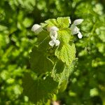 Lamium moschatum Flower
