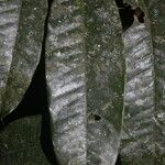 Alfaroa manningii പുറംതൊലി