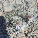 Erodium astragaloides