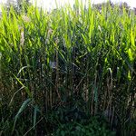 Phragmites australis Plante entière