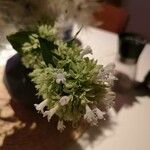Abelia chinensis Fleur
