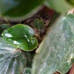 Begonia spp. Leaf