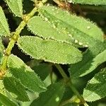 Indigofera brevicalyx Leaf