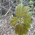 Acer pseudoplatanusFolha