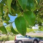 Ligustrum japonicumLeaf