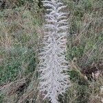 Echium italicum Leaf