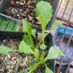 Leucanthemum ircutianum Листок