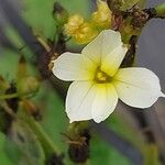 Sisyrinchium striatum Fleur