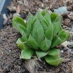 Haworthia cooperi Blatt