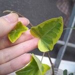 Hedera algeriensisبرگ