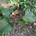 Eryngium giganteum Habitus