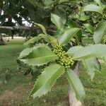 Ilex latifolia Leaf