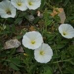 Convolvulus arvensisFlower