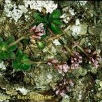 Arabis caerulea Anders