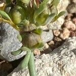 Linaria oblongifolia 果実