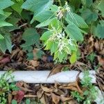 Bauhinia divaricata Blad