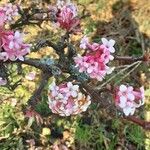 Viburnum × bodnantense Bloem