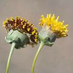 Thelesperma megapotamicum Lorea