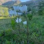 Pulsatilla alpina Vivejo