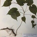 Dioscorea villosa Blatt