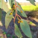 Eucalyptus camaldulensisList