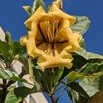 Solandra grandiflora Virág