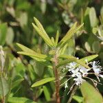 Rhododendron columbianum Hoja