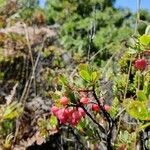 Vaccinium reticulatum Плод