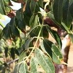 Bursera simaruba Leaf