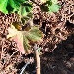 Pelargonium cucullatum Bark