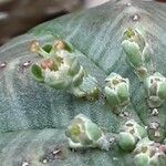 Euphorbia obesa Květ
